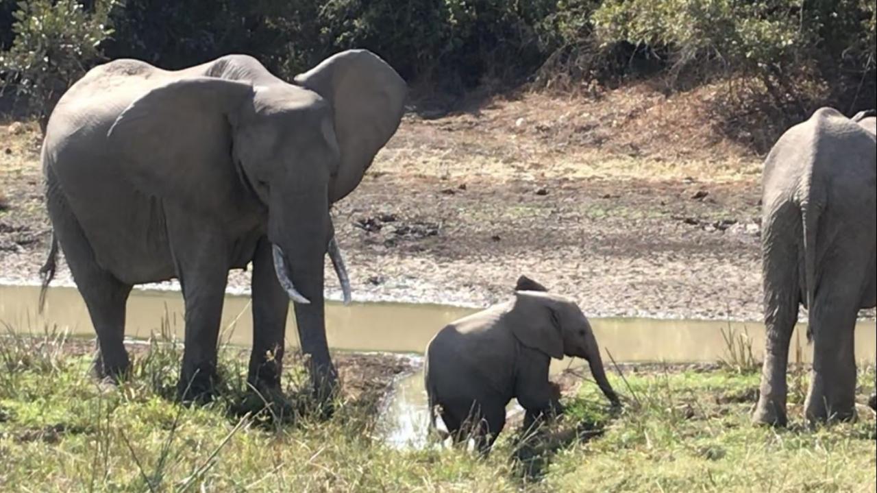 Marula Lodge Mfuwe Exteriér fotografie