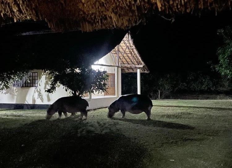 Marula Lodge Mfuwe Exteriér fotografie