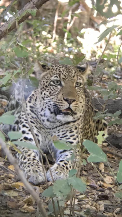 Marula Lodge Mfuwe Exteriér fotografie